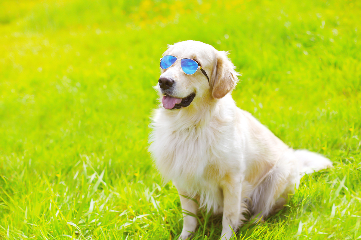 Keep Your Pet Safe And Cool This Summer from Friendship Veterinary Hospital